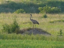 Filename=025W~0.jpg
Filesize=129KiB
Dimensions=709x531
Date added=Jun 08, 2011 025W~0.jpg