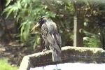Filename=Beaky6.jpg
Filesize=46KiB
Dimensions=425x283
Date added=Mar 07, 2006 Beaky6.jpg