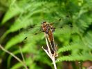 Crowle_120606_027S.jpg