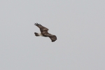 Flight-rear-006W.jpg