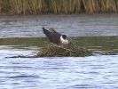 Filename=Grab-2.jpg
Filesize=127KiB
Dimensions=709x531
Date added=May 24, 2011 Grab-2.jpg