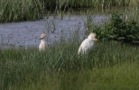 IMG_7832W.jpg