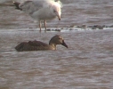 Filename=King-Eider-1W.jpg
Filesize=108KiB
Dimensions=567x443
Date added=Aug 13, 2012 King-Eider-1W.jpg