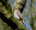 Filename=PiedFly_MSQ_300412_MickBenn.jpg
Filesize=128KiB
Dimensions=567x477
Date added=May 01, 2012 PiedFly_MSQ_300412_MickBenn.jpg