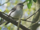 Filename=PiedFlyb_MSQ_300412_SMylanW.jpg
Filesize=127KiB
Dimensions=567x425
Date added=May 01, 2012 PiedFlyb_MSQ_300412_SMylanW.jpg