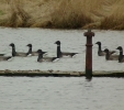 brant1.jpg