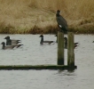 brant2.jpg