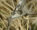 Filename=browntail1.jpg
Filesize=113KiB
Dimensions=606x480
Date added=Apr 20, 2010 browntail1.jpg