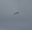 bstork3.jpg