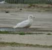 glauc03.jpg