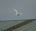 glauc04.jpg