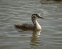 grebe1.jpg