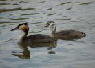 grebe3.jpg