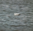 Filename=ice1.jpg
Filesize=86KiB
Dimensions=517x480
Date added=Jan 21, 2012 ice1.jpg