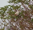 Filename=keet2.jpg
Filesize=118KiB
Dimensions=531x480
Date added=Oct 31, 2012 keet2.jpg