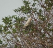 Filename=keet4.jpg
Filesize=109KiB
Dimensions=531x480
Date added=Oct 31, 2012 keet4.jpg