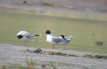 Filename=lgull11.jpg
Filesize=71KiB
Dimensions=640x410
Date added=Jul 04, 2011 lgull11.jpg