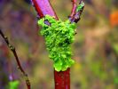 lichen333.jpg
