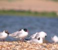 Filename=medgull4.jpg
Filesize=32KiB
Dimensions=556x480
Date added=Jul 14, 2006 medgull4.jpg