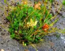 Filename=moss22.jpg
Filesize=82KiB
Dimensions=620x480
Date added=Dec 26, 2006 moss22.jpg