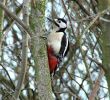Filename=pecker4.jpg
Filesize=66KiB
Dimensions=528x480
Date added=Mar 12, 2007 pecker4.jpg