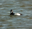 scaup06.jpg