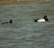 scaup07.jpg