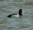 scaup09.jpg