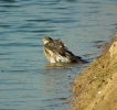 Filename=sprawk3.jpg
Filesize=100KiB
Dimensions=513x480
Date added=Jan 19, 2012 sprawk3.jpg