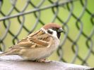 tsparrow3.jpg