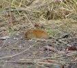 vole3.jpg