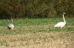 Filename=whoop1.jpg
Filesize=86KiB
Dimensions=640x418
Date added=Oct 31, 2011 whoop1.jpg