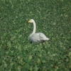 Filename=whoop12.jpg
Filesize=104KiB
Dimensions=481x480
Date added=Mar 03, 2012 whoop12.jpg