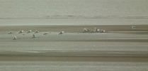Filename=whoop23.jpg
Filesize=58KiB
Dimensions=640x305
Date added=Mar 20, 2012 whoop23.jpg