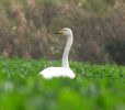 Filename=whooper3.jpg
Filesize=30KiB
Dimensions=551x480
Date added=Nov 02, 2005 whooper3.jpg