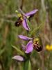 Bee-Orchid-2.jpg
