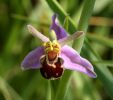 Bee-Orchid.jpg