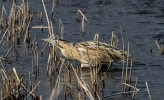 Bittern.jpg