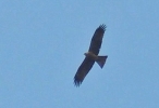 Black_Kite_SL.jpg