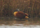 Cape-Shelduck.jpg