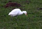 Cattle_Egret.jpg