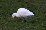 Cattle_Egret_2.jpg