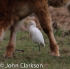 Cattle_Egret~0.jpg