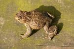 Common Toad~0.jpg