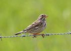 Corn-Bunting-2.jpg