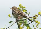 Corn-Bunting.jpg