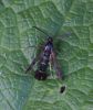 Filename=Currant-Clearwing.jpg
Filesize=107KiB
Dimensions=600x709
Date added=Jun 29, 2009 Currant-Clearwing.jpg