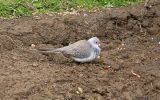 Diamond Dove.jpg