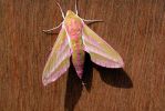 Filename=Elephan Hawk Moth.jpg
Filesize=43KiB
Dimensions=600x401
Date added=Jul 06, 2005 Elephan Hawk Moth.jpg