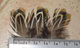 Filename=Feathers.jpg
Filesize=71KiB
Dimensions=600x363
Date added=Mar 20, 2010 Feathers.jpg
